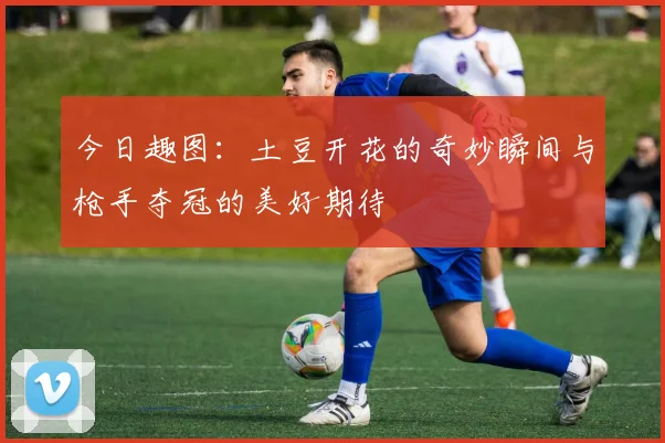 今日趣图：土豆开花的奇妙瞬间与枪手夺冠的美好期待